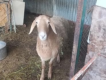 стригальная машинка для стрижки овец: Продаю | Овца (самка) | Для разведения | Матка — 1