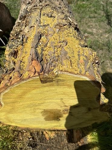 лавровое дерево: Дрова — 3