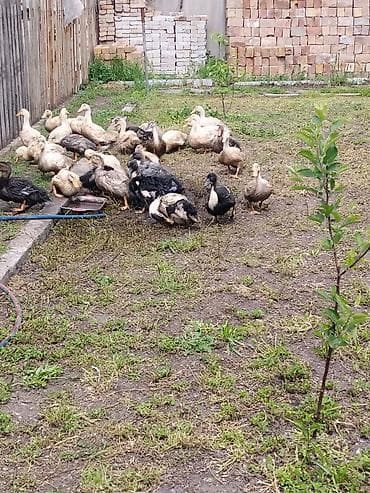 Утки на подворье (разные масти) - Породы/окрасы: светлые