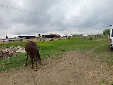 ат алам: Продаю | Кобыла (самка) | Дончак | Рабочий | Племенные — 2