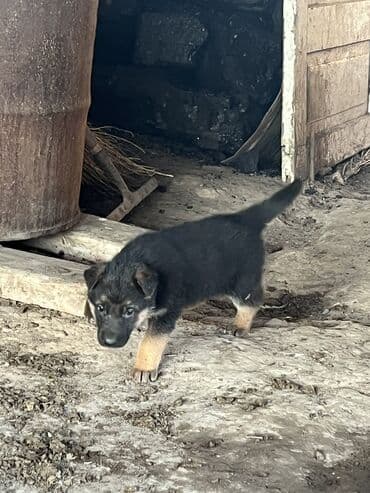 арзан иттер: Срочно продаю Щенки немецкой овчарки возраст один месяц есть один — 2