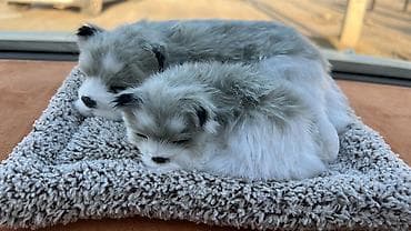 спринтер цельнометалл: Mercedes-Benz Спринтер: 2008 г., 2.2 л, Механика, Дизель, Фургон — 7