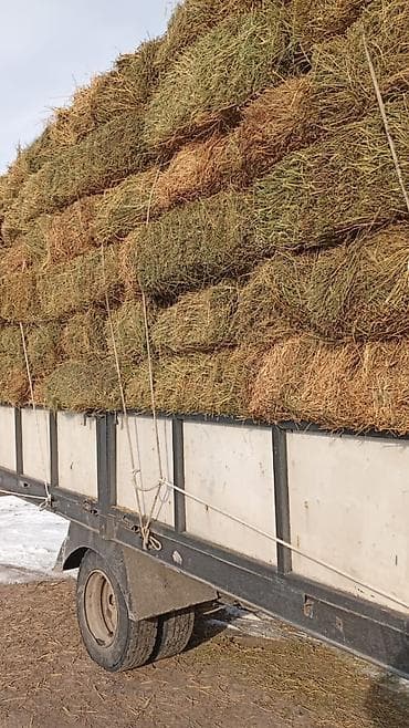 кара балта торпок: Либой количества туки продайом саман беде чоп — 6