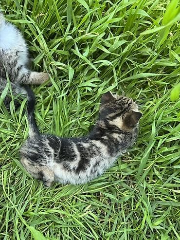 жалал абад кошка: 🐾 Очаровательные котята ищут дом! 4 пушистых малыша готовы подарить — 9