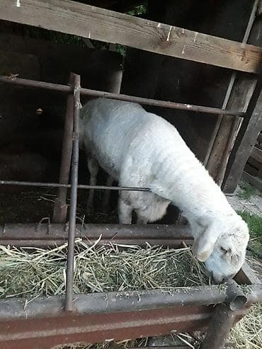 Продаю | Баран (самец) | Гиссарская | Для разведения | Племенные at lalafo.kg Продаю | Баран (самец) | Гиссарская | Для разведения | Племенные