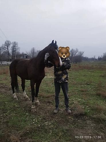 Лошади, кони: Продаю | Конь (самец) | Для разведения, Рабочий — 2