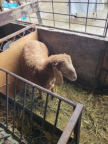 мин булак: Сатам | Кочкор (эркек) | Гиссар, Эдильбай, Арашан | Көбөйтүү үчүн | Асыл тукумдуу — 1