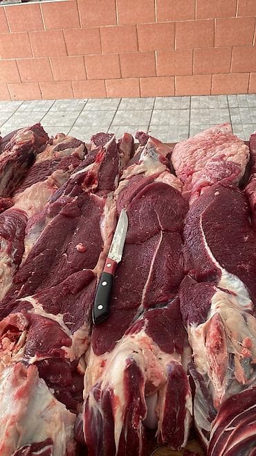 Другие животные: Принимаем бычков на забой по самый выгодный цене — 1