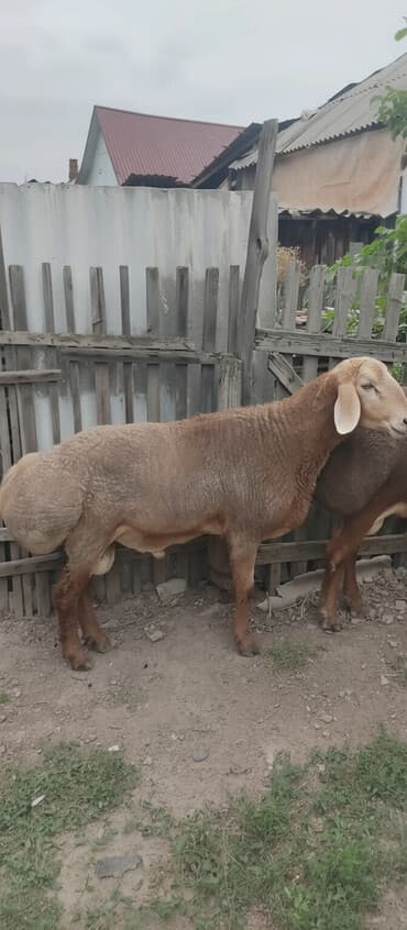 Грызуны: Продаю | Баран (самец) — 1