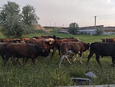 Продаю | Бык (самец)
