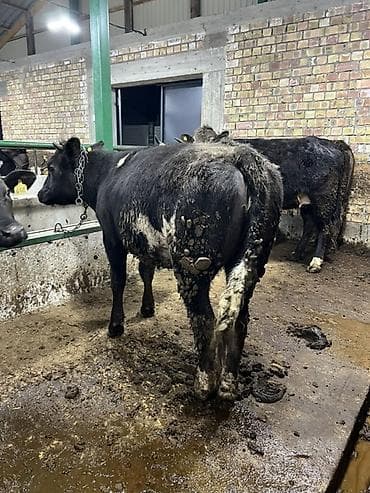 ветврач кара балта: Сатам | Уй (ургаачы) | Бельгия | Бордоп семиртүү үчүн | Байланган — 9