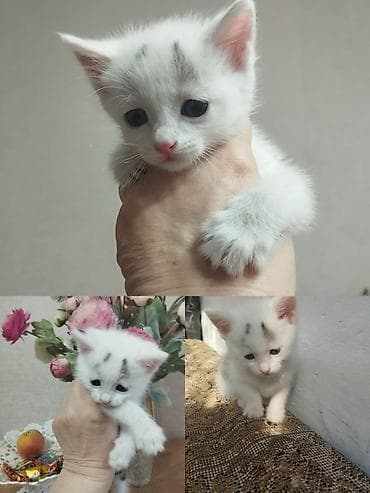 аванта кошка: Котята-домоседы, короткошёрстные, от домашней кошки. Окрас на выбор: - — 1