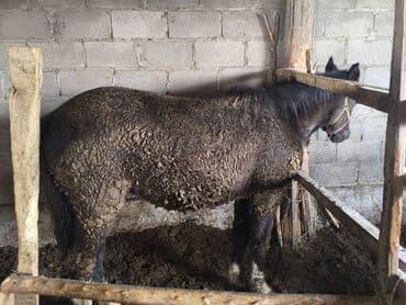 Продаю | Жеребец | Рабочий