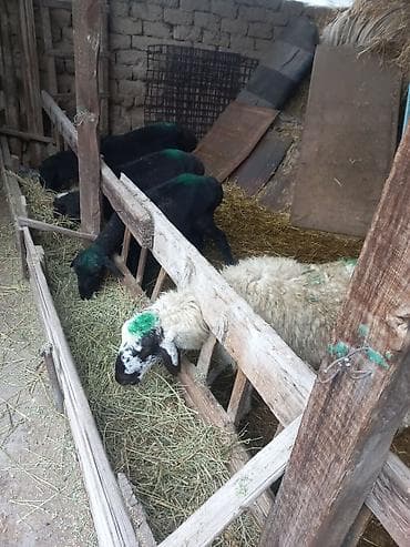 Другие животные: Продаю | Баран (самец) | На забой | Осеменитель — 2