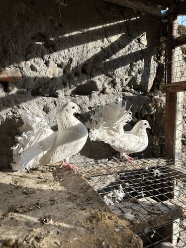вольеры для собак бу: Продаю голубей!!!! На фото представлены голуби разных пород. Цены на — 39