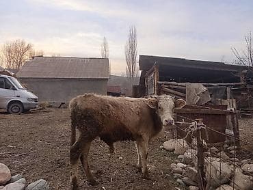 Услуги ветеринара: Продаю | Бык (самец) | Полукровка | На откорм | Привязанные — 1