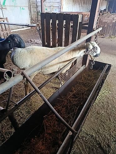 Башка жаныбарлар: Сатам | Ургаачы кой (ургаачы) | Көбөйтүү үчүн — 4