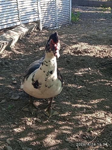 индийская утка: Продам домашних уток.

селезьни 1000 и по 800 уточки 600 — 1