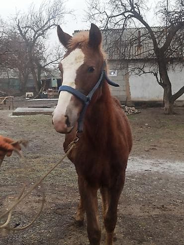 охотничий спаниель: Продаю | Жеребенок | Полукровка | Конный спорт | Племенные — 7