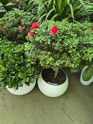 Үй жана бакча: Комнатная азалия (Rhododendron simsii) в форме штамбового деревца - — 3