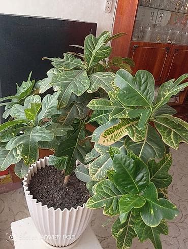 цветок фикус: Кратон !!! 8 лет . декоративный комнатный цветок выращенный с — 1