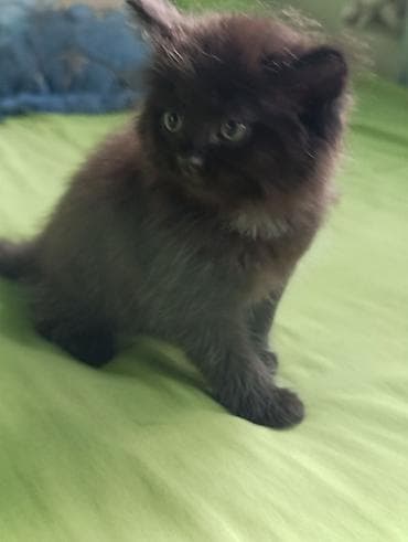 британские котята питомник: Акция!!!Котята от породистых родителей. Готовы к продаже,приучены к — 9