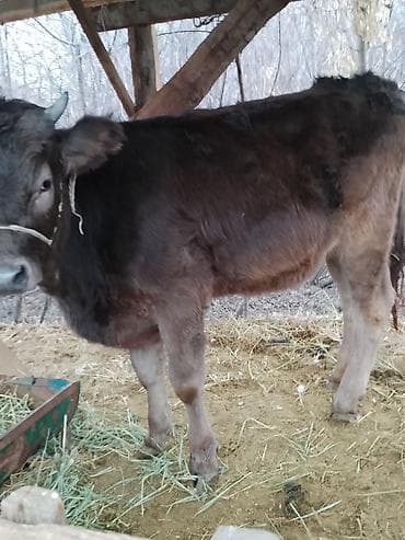 купить теленка бычка: Продаю | Корова (самка) | Швицкая | Для молока | Стельные, Не стельные — 1