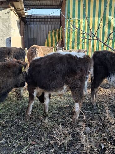 сколько стоит порода собаки доберман: Продаю | Музоо, торпок | На откорм — 5