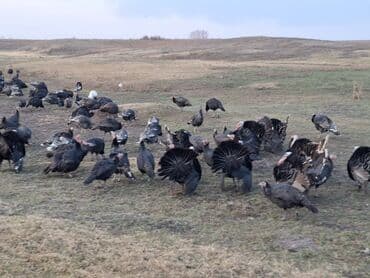 домик для кур: Продаю | Индюшка (самка), Индюшата | Черный принц, Северокавказская | На забой, Для разведения | Племенные — 10