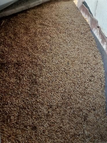 прием вата пух: Овёс в шелухе (зерно) - Культура: овёс, неочищенный (в плёнке/шелухе) — 2