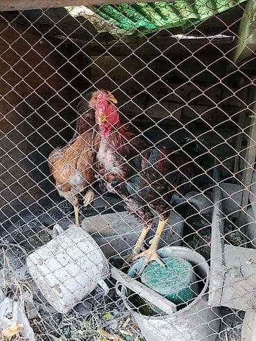 бойцовский петух: Продаю | Петух | Бойцовая | Для разведения — 5