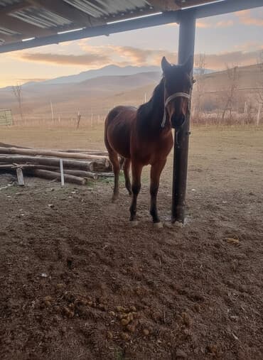 продам домик для кошки: Продаю | Конь (самец) | Конный спорт | Племенные — 1