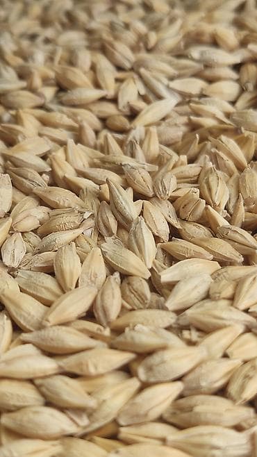 тай абакан: Продаю ячмень яровой ( сеять весной ) на посев сорт нутанс очищенный — 2