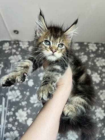 кошка продаётся: Эксклюзивные мощные котята Мейн куны с полным пакетом Документов — 2