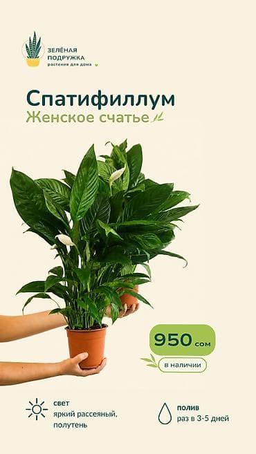 Спатифиллум (Женское счастье) Красивое и неприхотливое комнатное