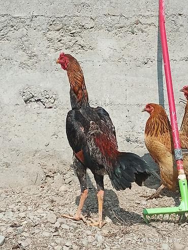 Товары и оборудование для с/х животных: Продаю | Петух | Бойцовая | Для разведения — 2
