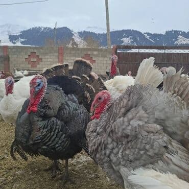 Продаю | Индюк (самец) | На забой | Племенные