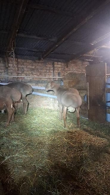 canada goose: Продаю | Овца (самка) | Для разведения | Матка — 2