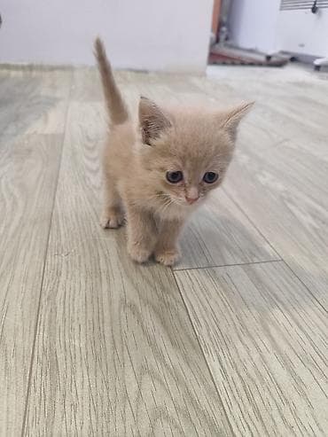 вислоухий кошка: Котёнок кремового окраса - Пол: мальчик - Возраст:1месяц маленький — 1