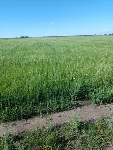 сниму дом недорого: 10000 соток, Айыл чарба үчүн — 1