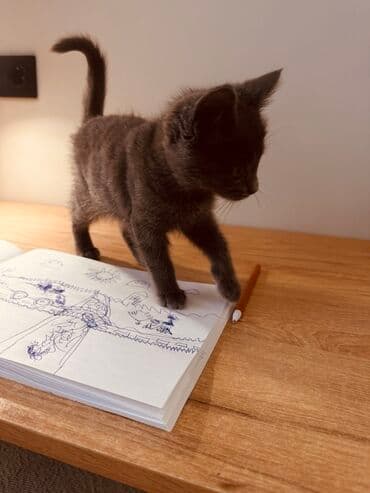 кошачий наполнитель: Беспородная, 3 месяца, Девочка, Серый, Метис — 3