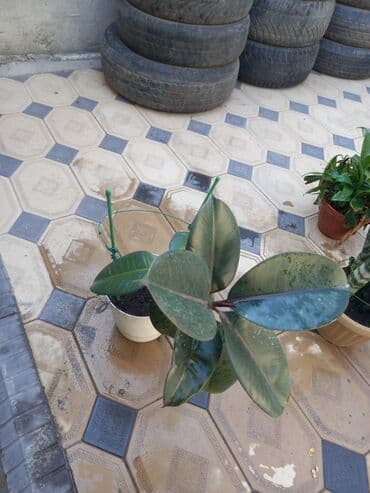 купить полку для цветов: Этажерка для цветов, Б/у, Железо, Самовывоз — 9