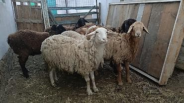 Птицы: Продаю | Овца (самка), Ягненок, Баран (самец) | Полукровка, Арашан | На забой, Для разведения | Котные, Осеменитель, Матка — 1