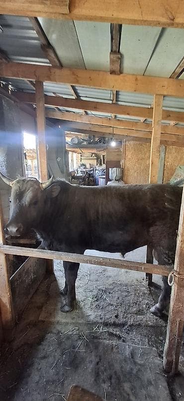 ат баши: Продаю | Бык (самец) | На откорм | Привязанные — 2