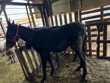 Собаки: Продаю | Кобыла (самка) | Для разведения | Племенные — 2