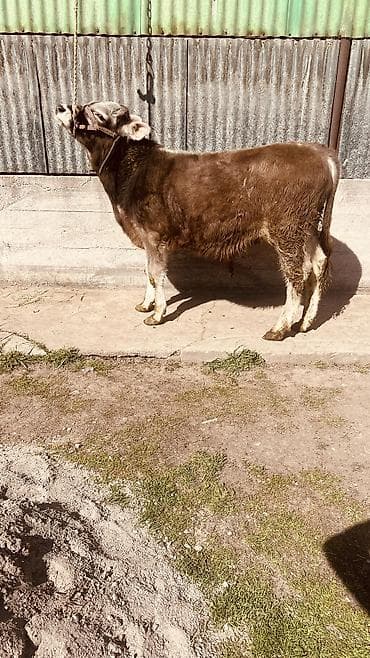 Коровы, быки: Продаю | Бык (самец), Музоо, торпок | Швицкая | На откорм, Для разведения | Племенные, Осеменитель, Искусственник — 6