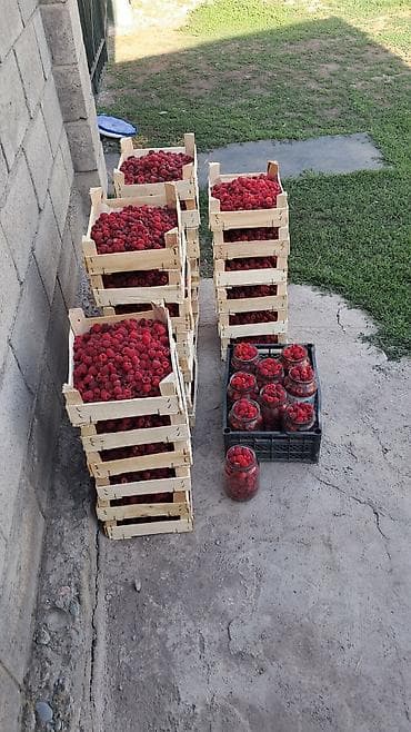 малина смородина: Малина — 9