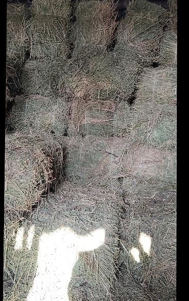 Сено в тюках - Прессованные прямоугольные тюки, перевязаны шпагатом