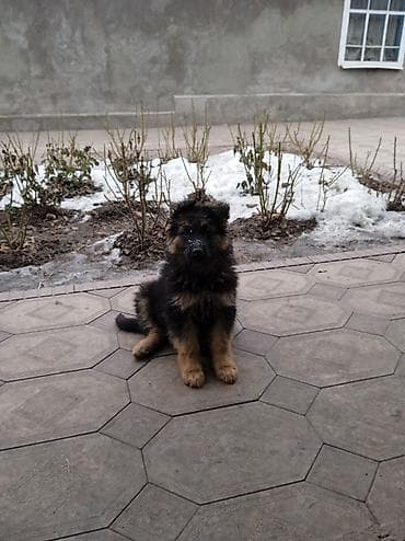 собака кане корсо: Продаются щенки немецкой овчарки звоните — 5