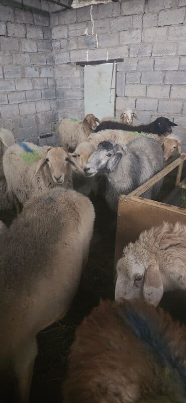 продаю папугай: Продаю | Овца (самка), Ягненок, Баран (самец) | На забой, Для разведения — 4
